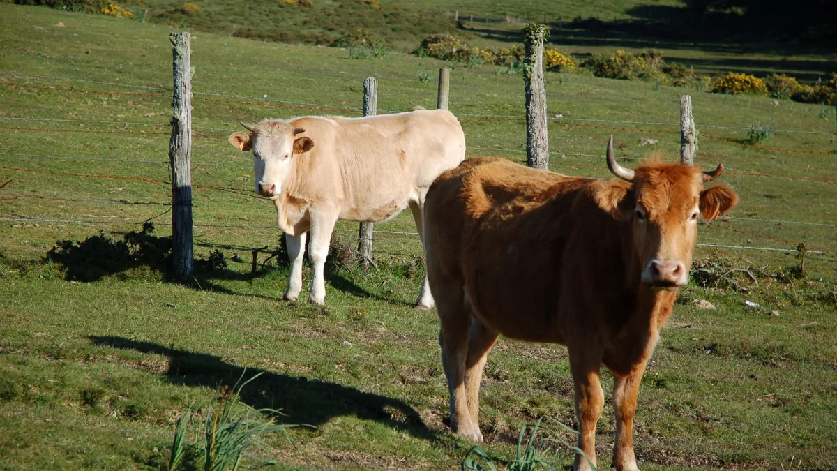 Vaca Rubia Gallega
